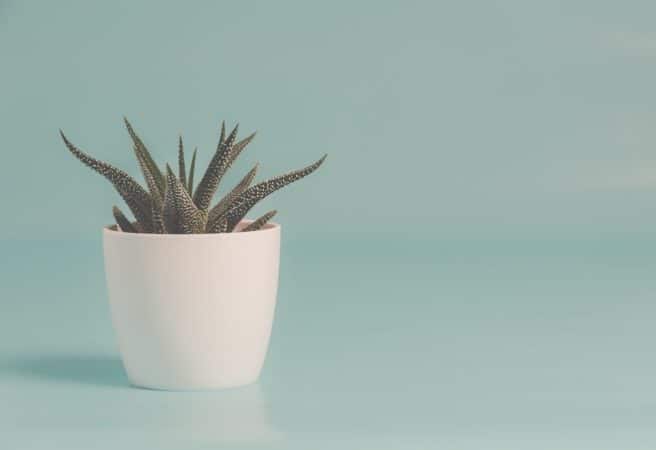 DBT Treatment Program